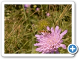 Gewöhnliche Stiftschwebfliege, 07.07.2018