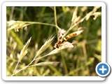 Gewöhnliche Stiftschwebfliege, 18.06.2019