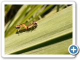 Gewöhnliche Stiftschwebfliege, 10.07.2019