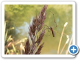 Dunkle Streckerspinne ♂, 28.07.2020