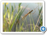 Dunkle Streckerspinne, 14.06.2021
