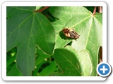 Waldschabe, Larve, 14.06.2012