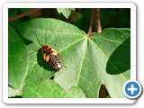Waldschabe, Larve, 14.06.2012