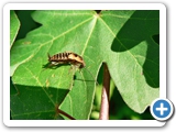 Waldschabe, Larve, 14.06.2012