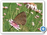 Brauner Waldvogel, 22.07.2010