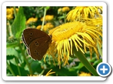 Brauner Waldvogel, 22.06.2011