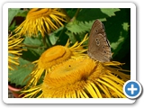Brauner Waldvogel, 22.06.2011