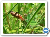 Rotgelber Weichkäfer, 26.05.2012