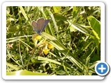 Heller Wiesenknopf-Ameisenbläuling, 09.09.2018