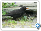 Amsel &male;, 17.04.2007