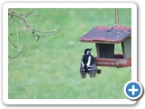 Buntspecht ♀, 29.03.2023