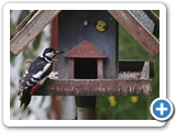 Buntspecht ♀, 12.05.2023