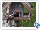 Buntspecht ♀, 12.05.2023