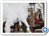 Buntspecht ♀, 02.12.2023