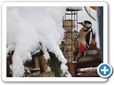Buntspecht ♀, 02.12.2023