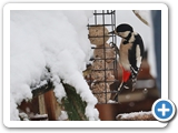 Buntspecht ♀, 02.12.2023