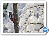 Buntspecht ♀, 03.12.2023