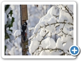 Buntspecht ♀, 03.12.2023