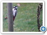 Buntspecht ♂, 08.03.2023
