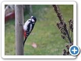 Buntspecht ♂, 08.03.2023