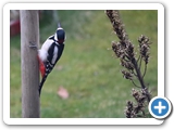 Buntspecht ♂, 08.03.2023