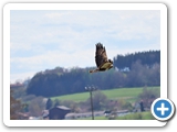 Mäusebussard, 19.04.2025