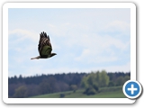 Mäusebussard, 19.04.2025