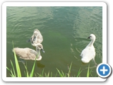 Jungvögel, 08.07.2018