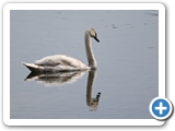 Jungvogel, 22.04.2023