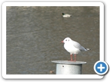 Lachmöwe, 09.12.2011