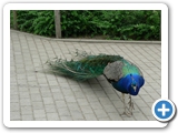 Blauer Pfau, 30.06.2006