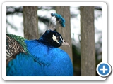 Blauer Pfau, 15.01.2011