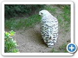 Schneeeule ♀, 31.08.2008