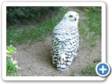 Schneeeule ♀, 31.08.2008