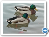 Stockenten ♂, 24.10.2015