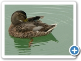 Stockente, Jungvogel, 13.07.2012