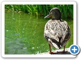 Stockente ♀, 10.05.2015