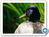 Stockente ♂, 10.05.2015