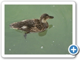 Stockente, Jungvogel, 20.07.2012