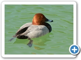 Tafelente ♂, 25.05.2012