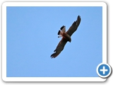 Turmfalke, 11.08.2022