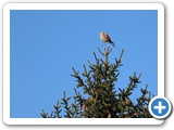 Turmfalke, 05.04.2023