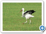 Weißsstorch, 12.08.2020