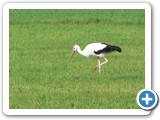 Weißsstorch, 12.08.2020