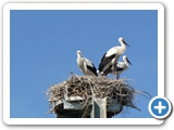 Weisstörche, Jungvögel, 17.07.2022