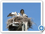 Weisstörche, Jungvögel, 17.07.2022