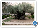 Olivenbäume im Garten Gethsemani