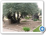 Olivenbäume im Garten Gethsemani